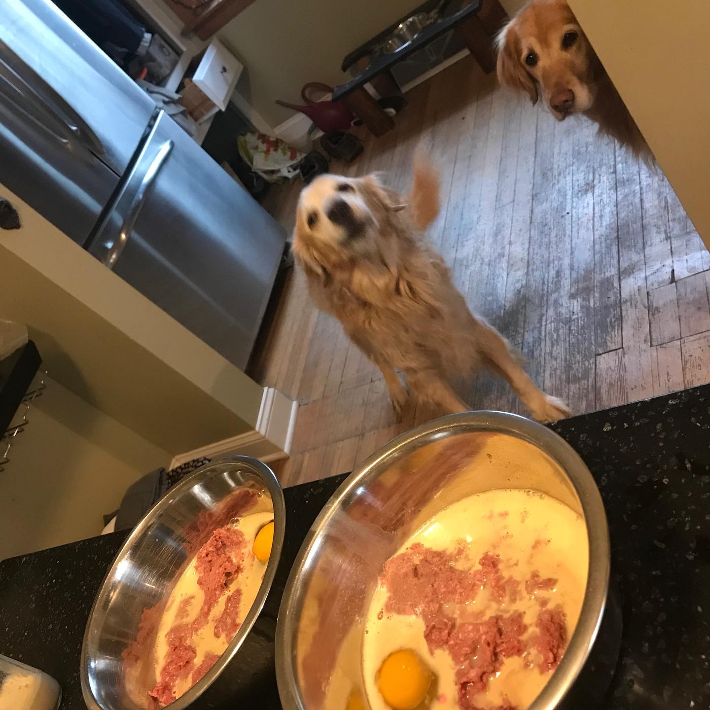 Safe Human Foods for Dogs