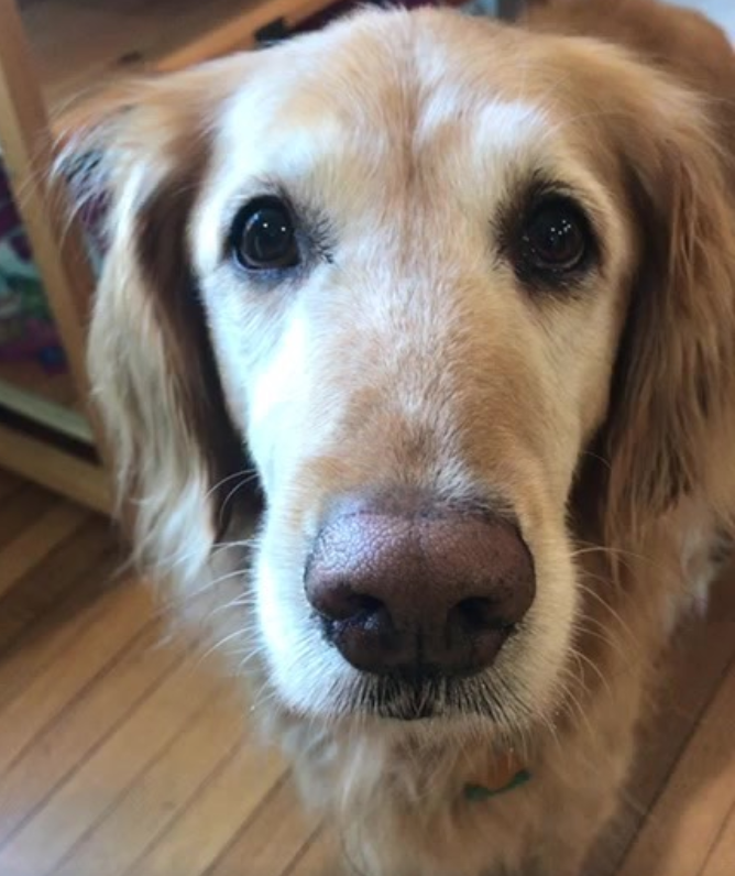 The Best Ways to Help Alleviate Your Dogs Stress During Fourth of July Fireworks
