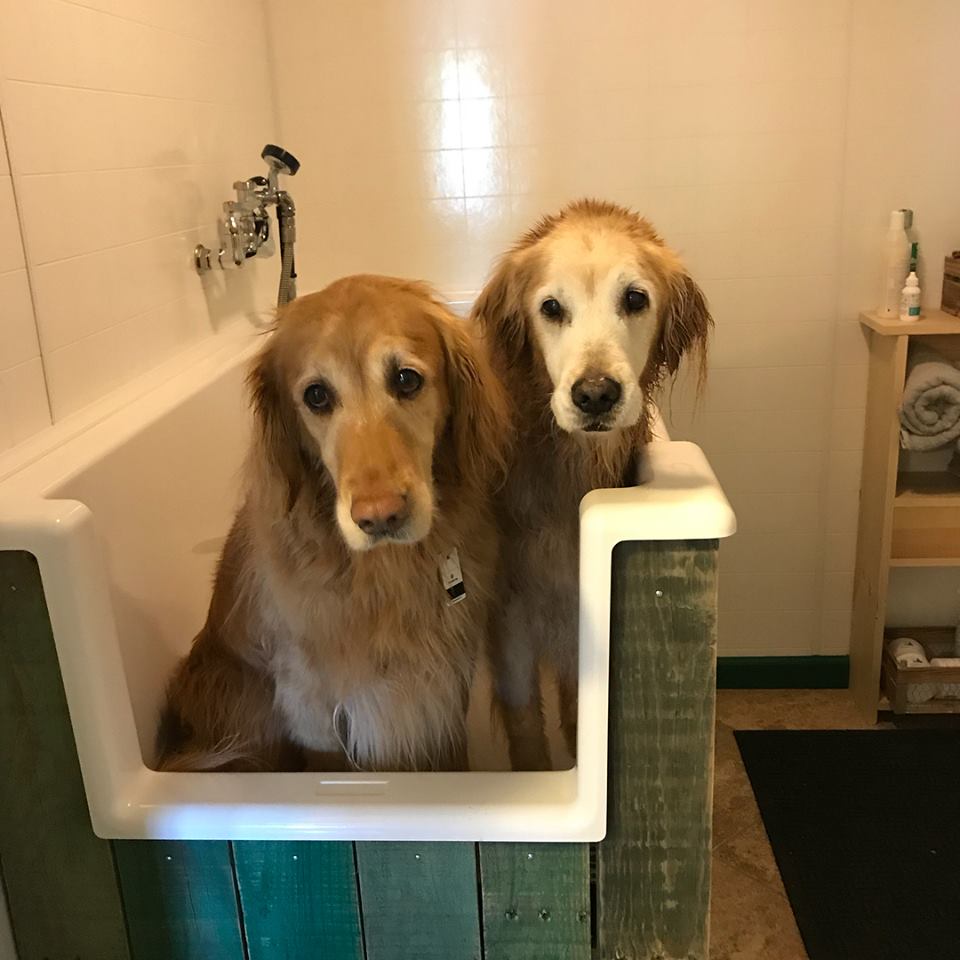 Self Serve Dog Wash is OPEN!