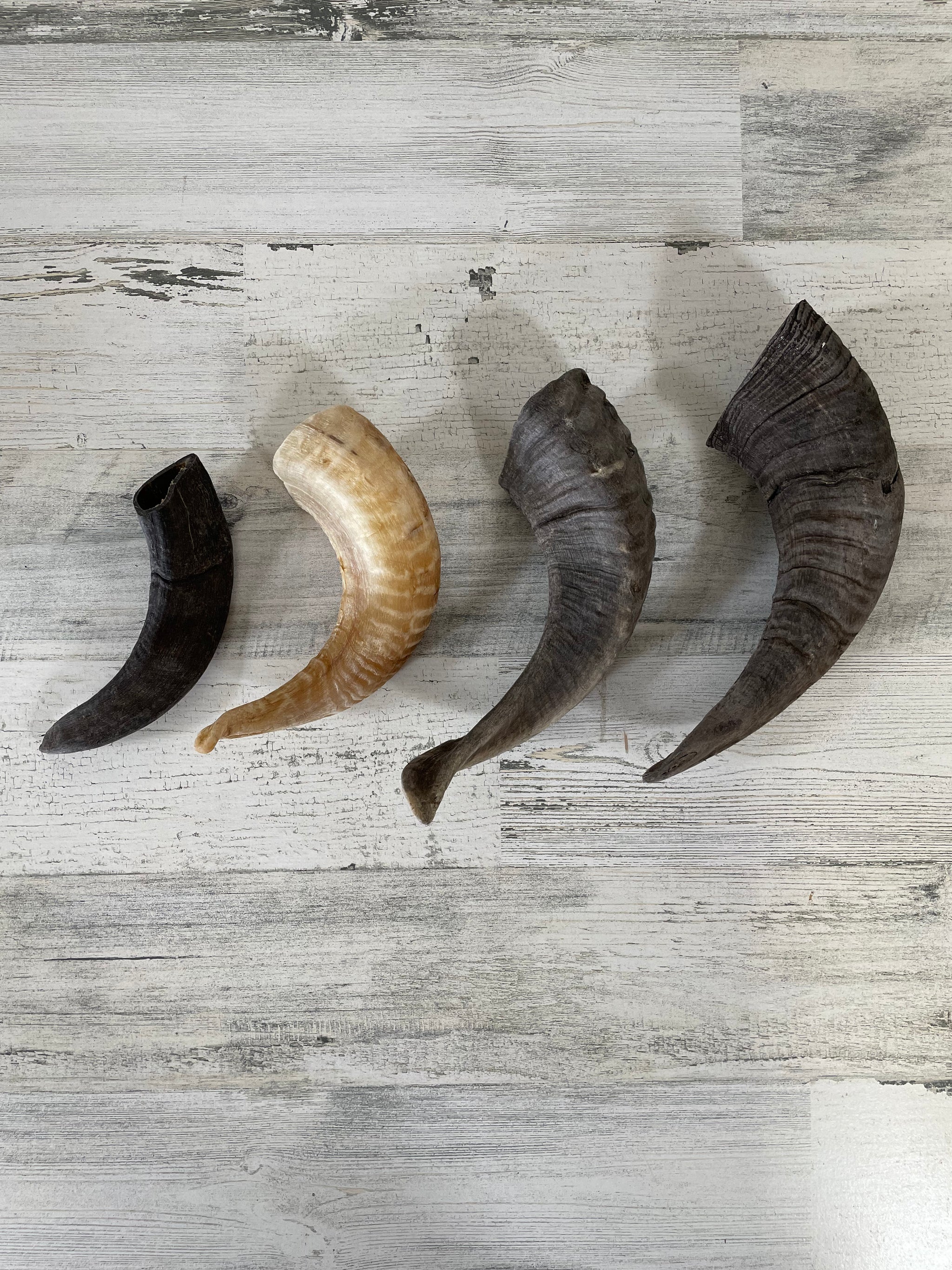 Canophera Sheep Horn Dog Chew - Main Image