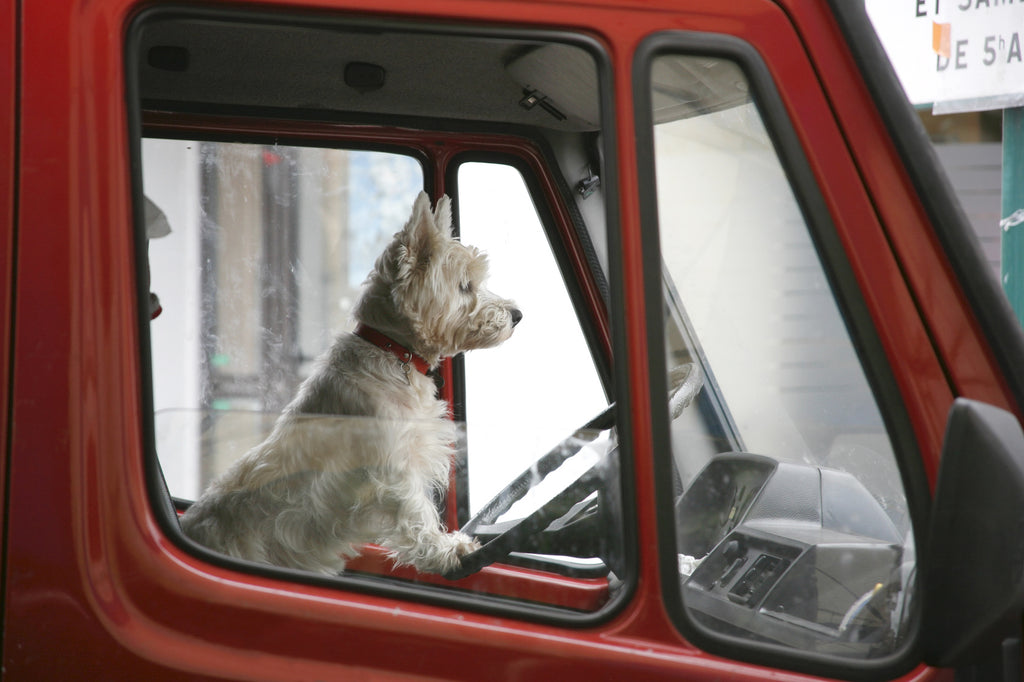 Pet Shop Delivery