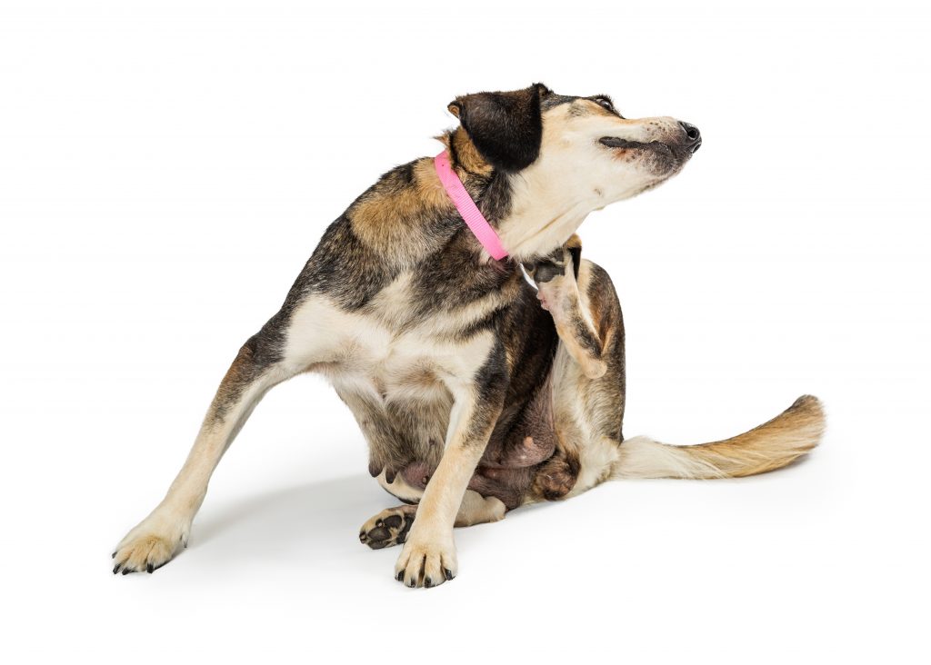 itchy dog remedies
